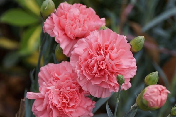 康乃馨圖片大全 康乃馨花語及寓意