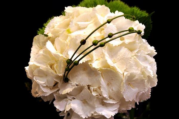 康乃馨圖片大全 康乃馨花語及寓意