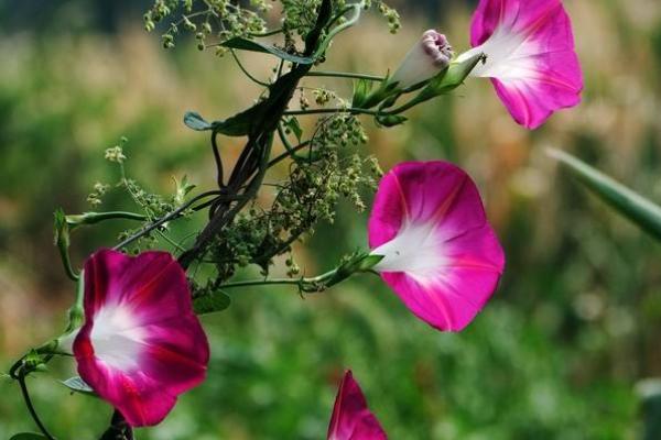 牽牛花有毒嗎 牽牛花適合室內養嗎