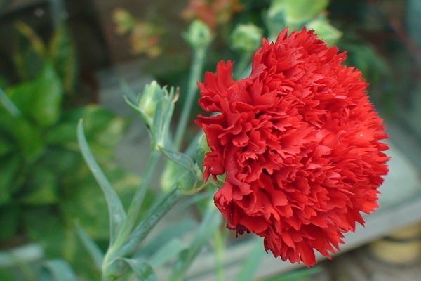 送康乃馨代表什么意思 康乃馨適合送什么人