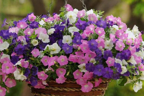 牽牛花有毒嗎 牽牛花適合室內養嗎