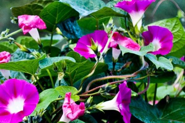 牽牛花有毒嗎 牽牛花適合室內養嗎