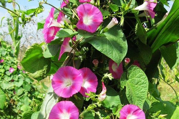 牽牛花有毒嗎 牽牛花適合室內養嗎