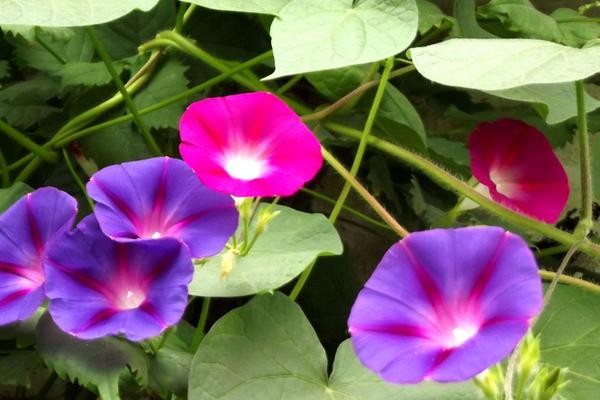 牽牛花有毒嗎 牽牛花適合室內養嗎