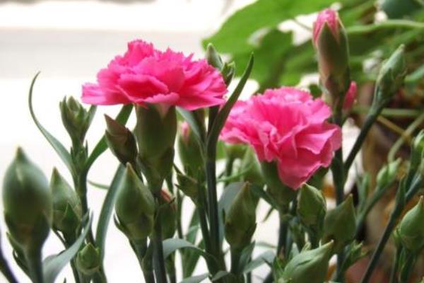 送康乃馨代表什么意思 康乃馨適合送什么人