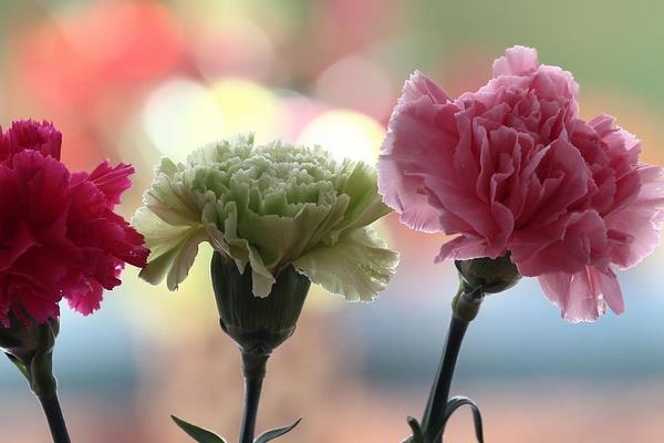 送康乃馨代表什么意思 康乃馨適合送什么人