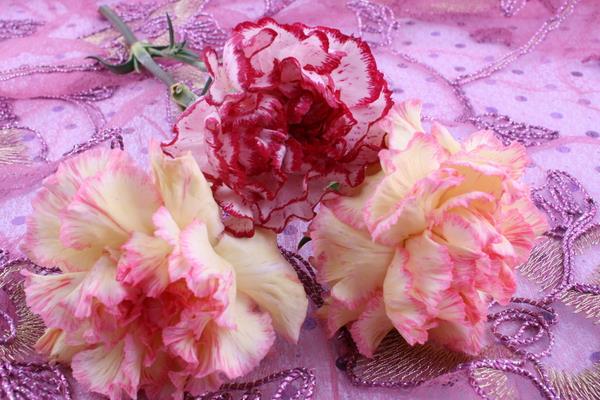 送康乃馨代表什么意思 康乃馨適合送什么人