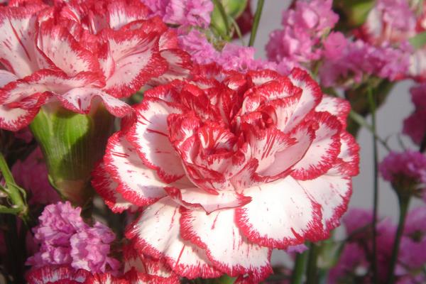 送康乃馨代表什么意思 康乃馨適合送什么人