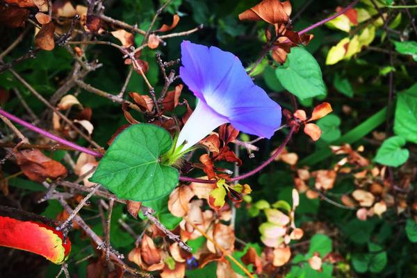 牽牛花怎么傳播種子 牽牛花播種繁殖方法