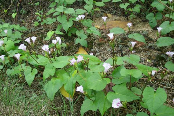 牽牛花怎么傳播種子 牽牛花播種繁殖方法