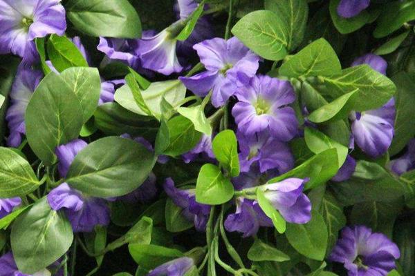 牽牛花怎么傳播種子 牽牛花播種繁殖方法