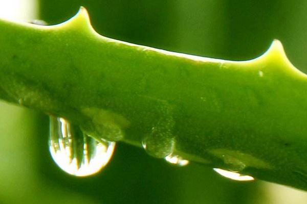 新鮮蘆薈怎么保存 蘆薈怎么弄成汁