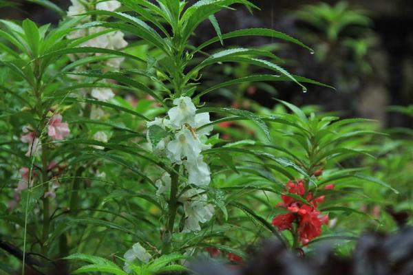 鳳仙花功效與作用及禁忌 鳳仙花的栽培方法