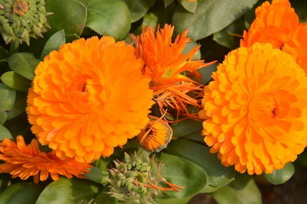 金盞菊泡水喝的功效與作用 金盞菊的泡法