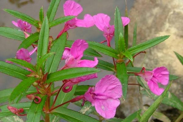 鳳仙花功效與作用及禁忌 鳳仙花的栽培方法