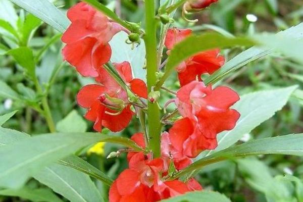 鳳仙花功效與作用及禁忌 鳳仙花的栽培方法