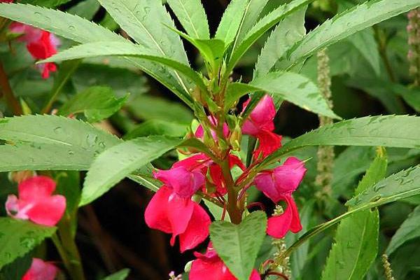 鳳仙花功效與作用及禁忌 鳳仙花的栽培方法