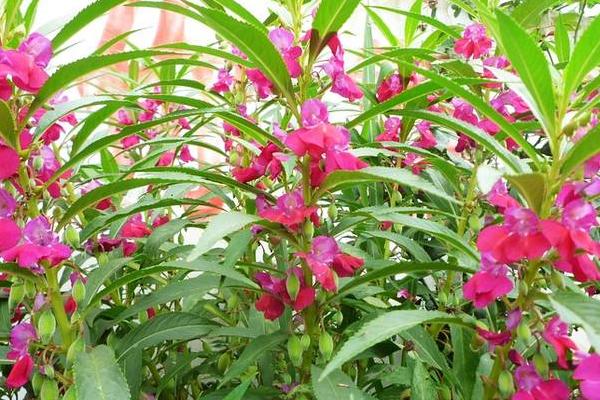 鳳仙花功效與作用及禁忌 鳳仙花的栽培方法