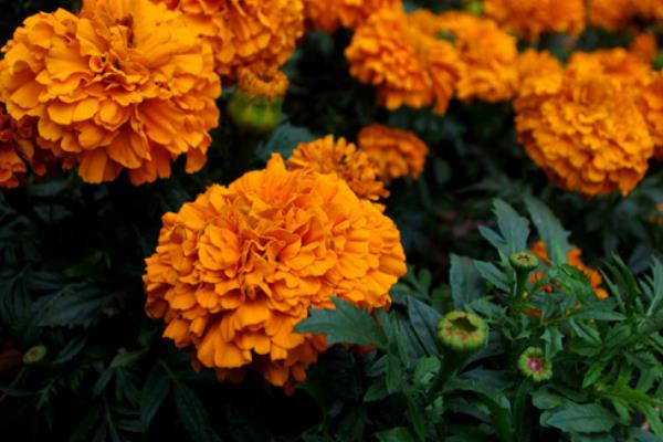 金盞菊泡水喝的功效與作用 金盞菊的泡法