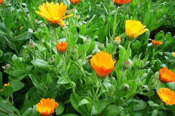 金盞菊泡水喝的功效與作用 金盞菊的泡法