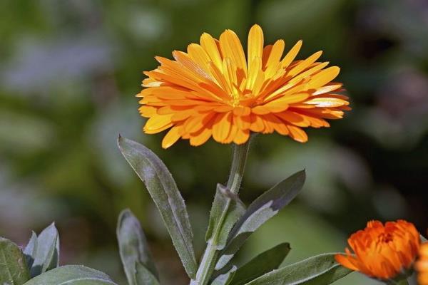金盞菊泡水喝的功效與作用 金盞菊的泡法