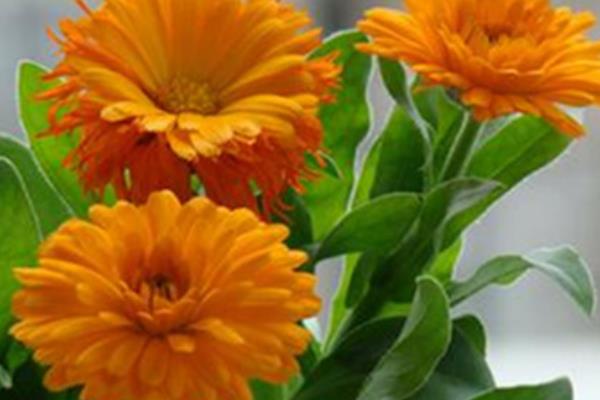 金盞菊泡水喝的功效與作用 金盞菊的泡法