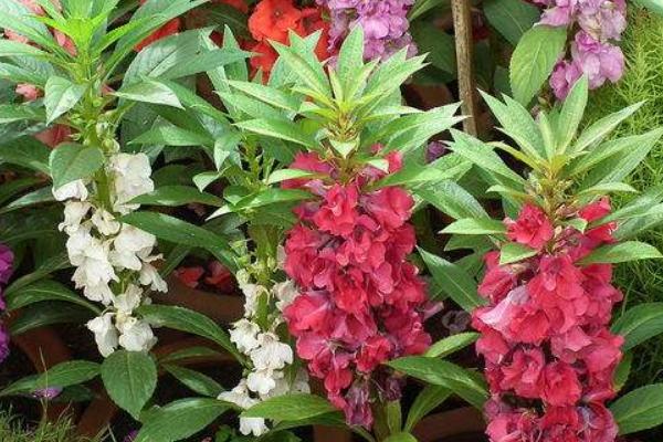 鳳仙花染指甲有害嗎 鳳仙花蔫了怎么辦