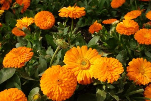 金盞菊的產地在哪里  金盞菊的生長習性