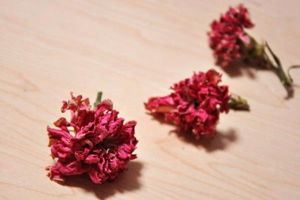 康乃馨干花制作方法與注意事項  康乃馨的作用