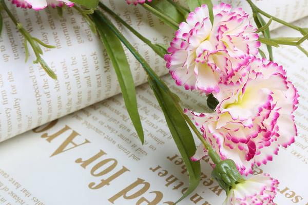 康乃馨干花制作方法與注意事項(xiàng) 康乃馨的作用