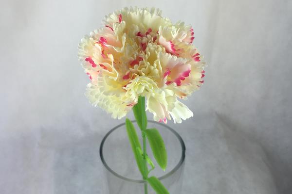 康乃馨干花制作方法與注意事項(xiàng) 康乃馨的作用