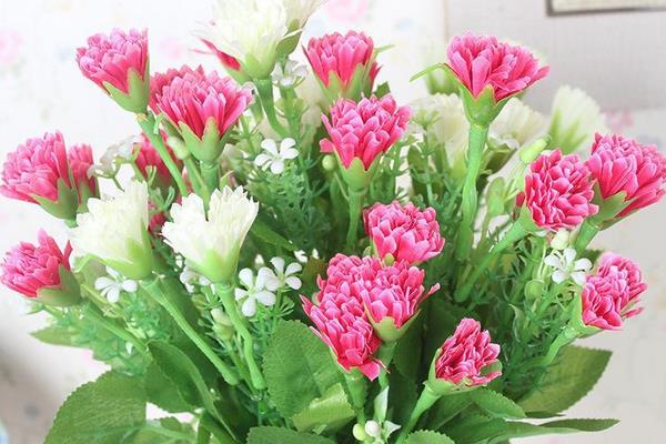 康乃馨干花制作方法與注意事項(xiàng) 康乃馨的作用