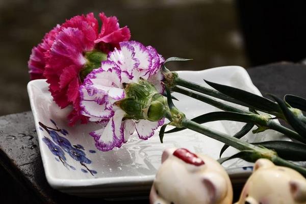 康乃馨干花制作方法與注意事項(xiàng) 康乃馨的作用