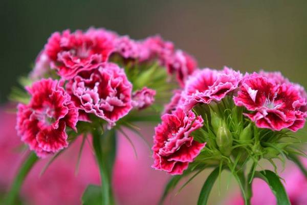 康乃馨扦插繁殖方法  康乃馨怎么澆水