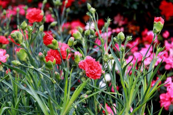 康乃馨扦插繁殖方法 康乃馨怎么澆水