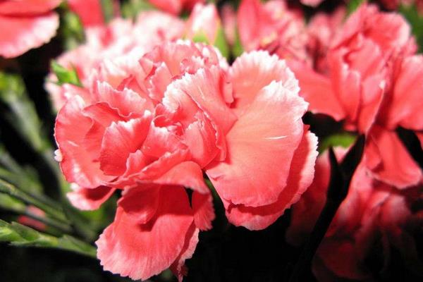 康乃馨扦插繁殖方法 康乃馨怎么澆水