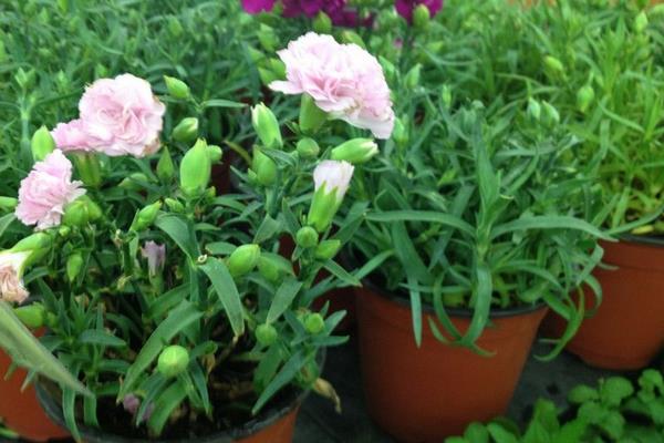 康乃馨扦插繁殖方法 康乃馨怎么澆水