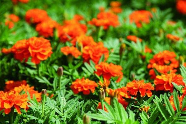 康乃馨扦插繁殖方法 康乃馨怎么澆水