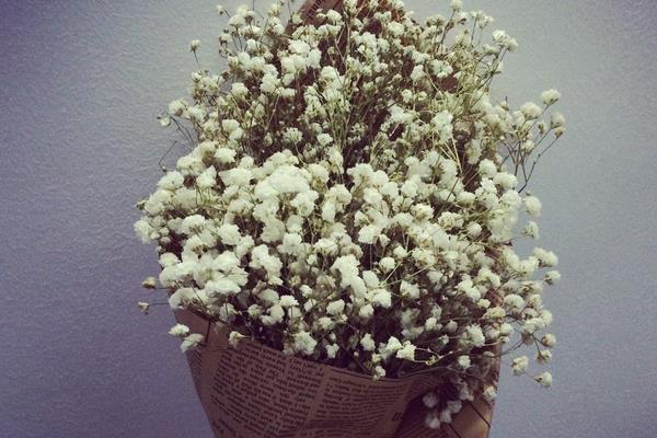 滿天星干花怎么做 滿天星花語