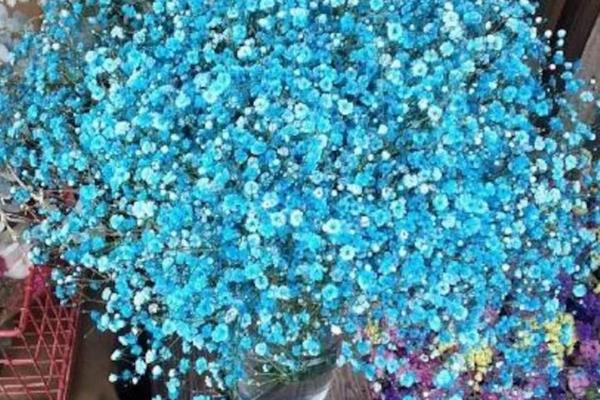 滿天星干花怎么做 滿天星花語