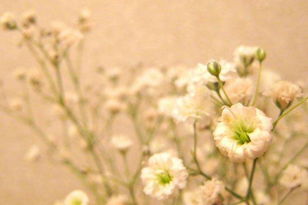 滿天星干花怎么做 滿天星花語