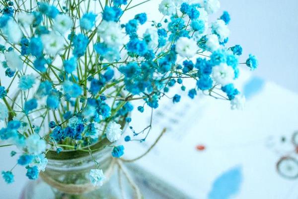 滿天星干花怎么做 滿天星花語