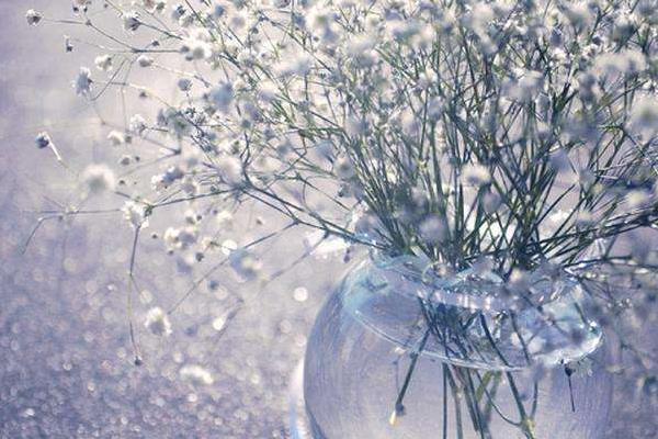 滿天星干花怎么做 滿天星花語