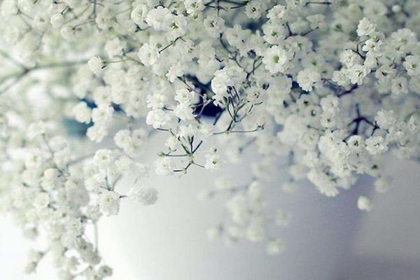 滿天星干花怎么做 滿天星花語