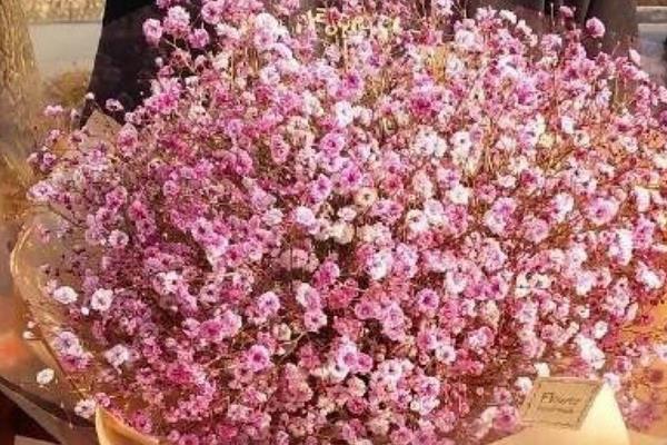 滿天星市場價格多少錢一束  六月雪和滿天星的區別