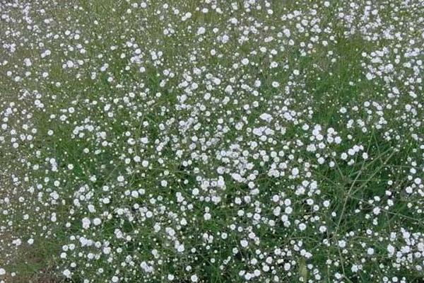 滿天星好養嗎  滿天星的品種大全