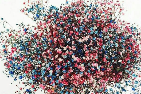 滿天星和勿忘我的區別是什么  滿天星與麥藍菜的區別