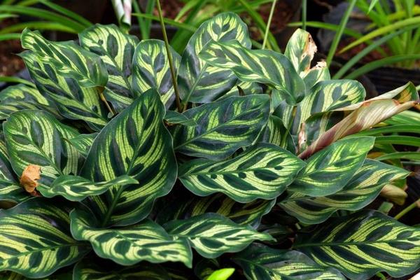 孔雀竹芋開花嗎 孔雀竹芋什么時候開花（幾月）