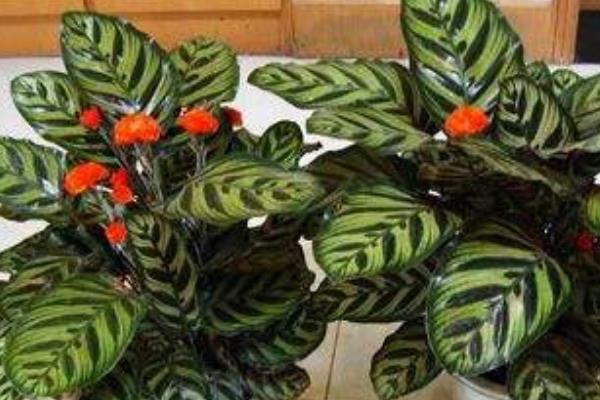 孔雀竹芋開花嗎 孔雀竹芋什么時候開花（幾月）