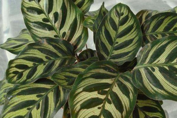 孔雀竹芋開花嗎 孔雀竹芋什么時候開花（幾月）